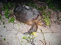 Nesting hawksbill turtle Mona Island no.2.jpg