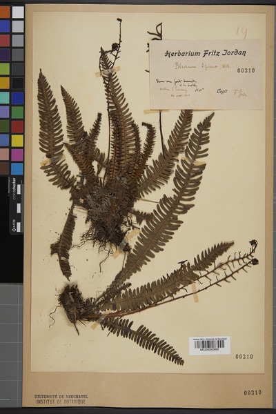 File:Neuchâtel Herbarium - Blechnum spicant - NEU000000682.tif