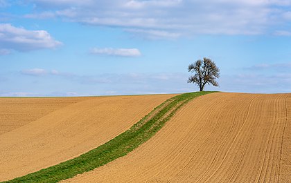 Campo arado, uma trilha de grama verde e uma pereira solitária perto de Hohen Straße, a sudeste de Herbolzheim, distrito de Heilbronn, Alemanha. (definição 8 749 × 5 524)