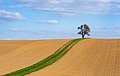 Image 19The green S-bend and the lonely tree