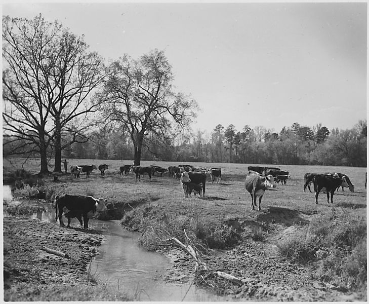 File:Newberry County, South Carolina. Sheep. No detailed description given. - NARA - 522717.jpg