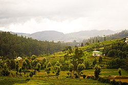 Nilgiri Hills.jpg