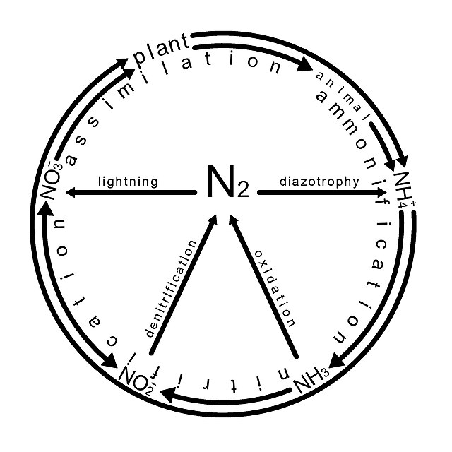 Nitrogen cycle