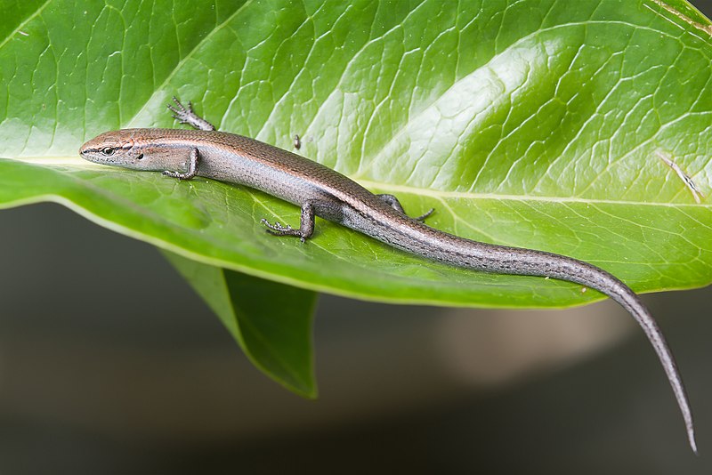 File:Niveoscincus metallicus - Austin's Ferry.jpg