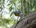 Thumbnail for File:Northern Parula. Parula americana - Flickr - gailhampshire.jpg