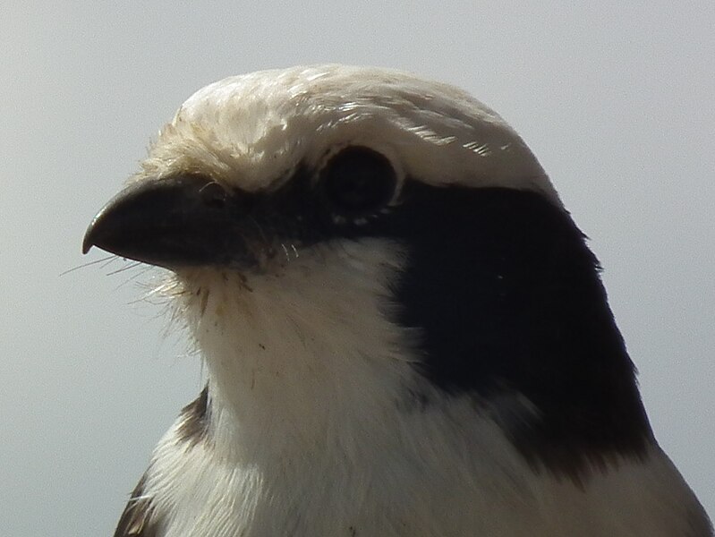 File:Northern White-crowned Shrike Eurocephalus ruepelli in Tanzania 0533 cropped Nevit.jpg