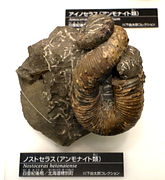 Nostoceras hetonaiense - National Museum of Nature and Science, Tokyo - DSC06975.JPG