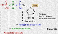 Nucleótidos mono-, di- y tri-fosfato