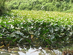 Nuphar lutea carpet in the upper Yarkon river.