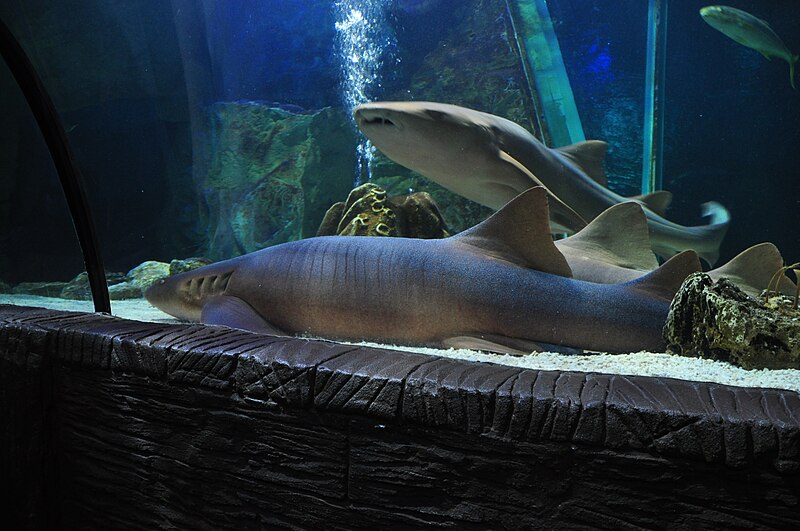 File:Nurse Sharks at Sea Life Centre, Blackpool (5708).jpg