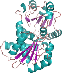 OTC monomer OTC structure.png