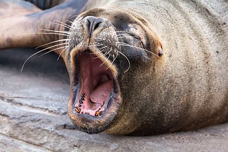 A South America sea lion yawns at L'Oceanogràfic of Valencia