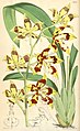 Oncidium praenitens (as syn. Odontoglossum praenitens) plate 6229 in: Curtis's Bot. Magazine (Orchidaceae), vol. 102, (1876)