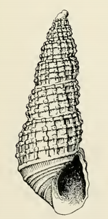 <i>Odostomia ritteri</i> species of mollusc