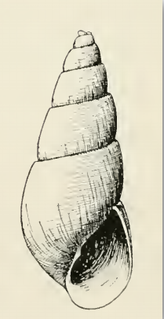 <i>Odostomia serilla</i> species of mollusc