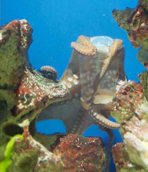 File:Oktopus opening a container with screw cap 02 (cropped).jpg