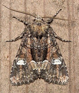 <i>Fishia illocata</i> Species of moth