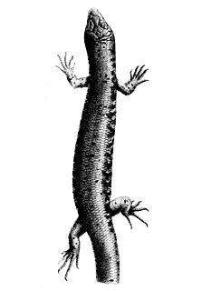 <i>Oligosoma suteri</i> Species of lizard