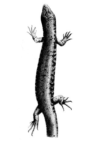 <i>Oligosoma suteri</i> Species of lizard