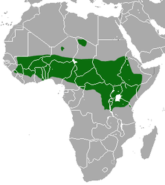 Žaliasis pavianas (Papio anubis)