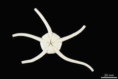 File:Ophiura irrorata polyacantha - OPH-000242 hab-ven.tif (Category:Echinodermata in the Natural History Museum of Denmark)
