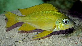 Ectodini (E): Ophthalmotilapia nasuta (male) is sexually dimorphic, males being more colorful with longer fins and nose[51]