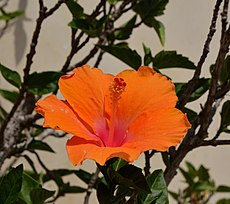 Category:Hibiscus - Wikimedia Commons