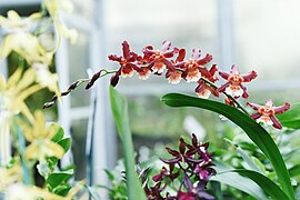 Orchid, Oncidium. "Hilo Firecracker"