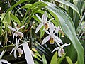 Coelogyne lactea