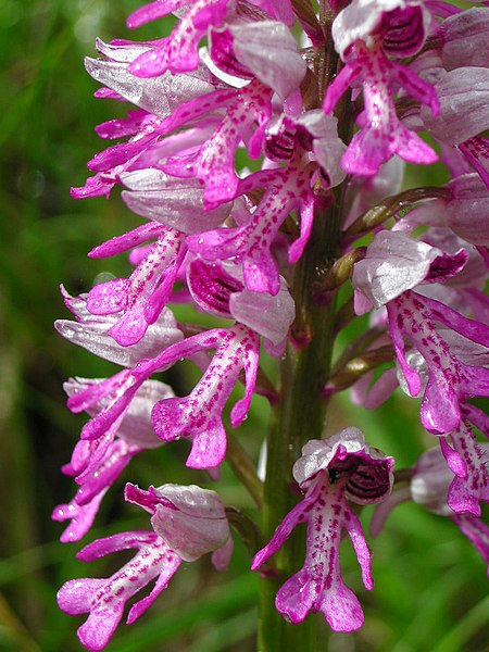 File:Orchis militaris Lorry dscn24750.jpg