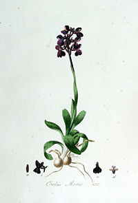 Flora Batava vol. 7 plate 485 Orchis morio Anacamptis morio