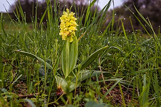 Orchis pallens Orchis pallens MichaD.jpg