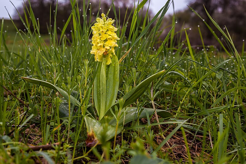 File:Orchis pallens MichaD.jpg