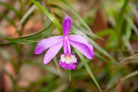 Sobralia stenophylla