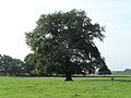 Památný strom: dub letní