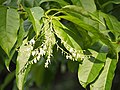 Oxydendrum arboreum, Kwaśnodrzew amerykański, 2019-07-20