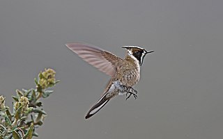 <span class="mw-page-title-main">Bearded helmetcrest</span> Genus of birds