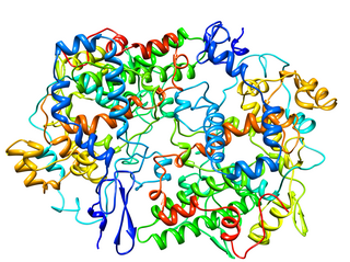 <span class="mw-page-title-main">Cyclooxygenase</span> Class of enzymes