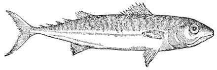PSM V47 D065 Gesner fish.jpg