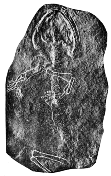 PSM V72 D566 Pelion lyelli quadraped from Carboniferous Ohio.png