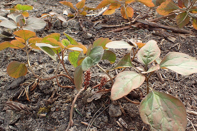 File:Pachysandra procumbens kz03.jpg