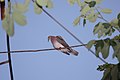 Pale-vented Pigeon (Patagioenas cayennensis) (4089364533).jpg