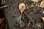 Thumbnail for File:Palmate Newt - geograph.org.uk - 4725688.jpg