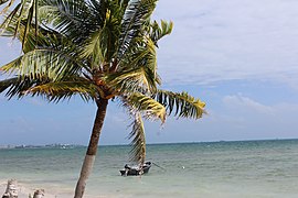 Palmera Parque Nacional Natural Archipiélago de San Andrés.jpg