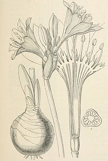 Amaryllidaceae: Narcisseae - Pancratium maritimum L. John Lindley, Vegetable Kingdom 1846 Pancratium maritimum Lindley.jpg