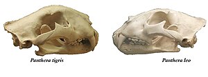 Panther tigris & Panthera leo skulls.jpg