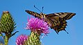 Papilio machaon