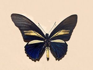 Papilionodae - Battus crassus.JPG