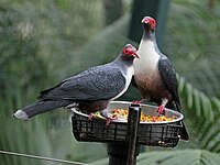 En el zoológico de San Diego