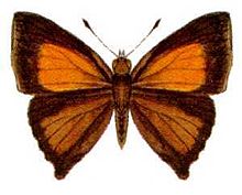 Paralucia pyrodiscus (ento-csiro-au) .jpg